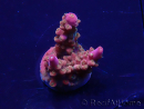 WYSIWYG Acropora Mariculture acclimated LED