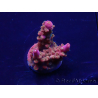 WYSIWYG Acropora 15F11 Mariculture acclimaté led
