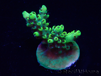 WYSIWYG Acropora acclimatata a LED