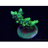 WYSIWYG Acropora akklimatisiert LED