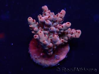 WYSIWYG Acropora 15G2 Mariculture acclimaté led