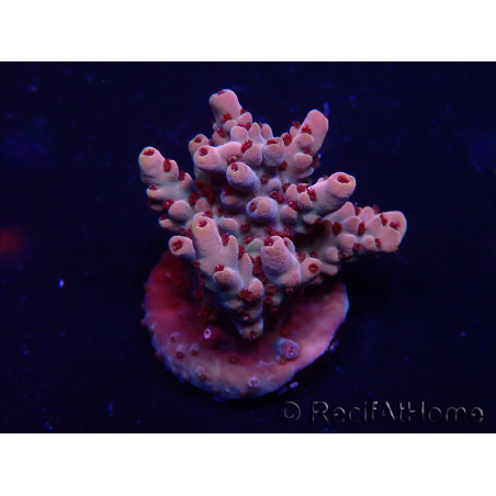 WYSIWYG Acropora 15G2 Mariculture acclimaté led