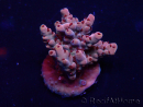 WYSIWYG Acropora 15G2 Mariculture acclimaté led