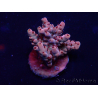 WYSIWYG Acropora 15G2 Mariculture acclimaté led