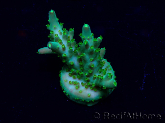 WYSIWYG Acropora 15G3 Australië geacclimatiseerd LED