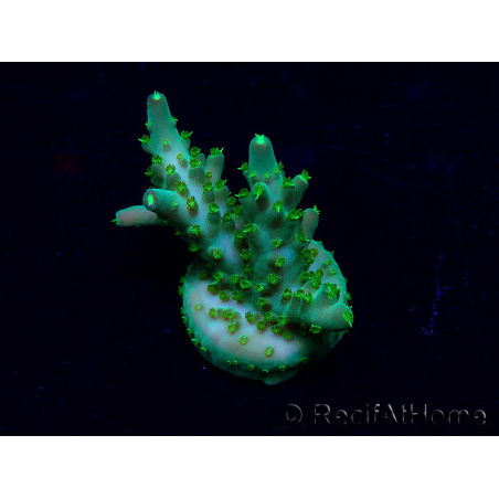 WYSIWYG Acropora 15G3 Mariculture acclimaté led