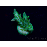 WYSIWYG Acropora 15G3 Mariculture acclimaté led