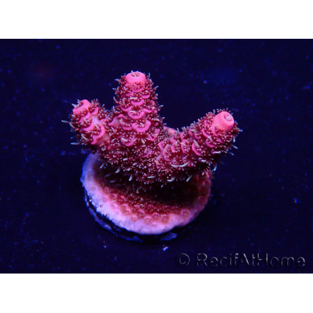 WYSIWYG Acropora Australien akklimatisiert LED