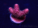 WYSIWYG Acropora Australie acclimaté led