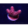 WYSIWYG Acropora Australia acclimated LED
