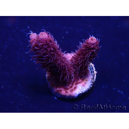 WYSIWYG Acropora akklimatisiert LED