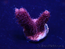 WYSIWYG Acropora 15G6 acclimaté led