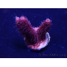 WYSIWYG Acropora akklimatisiert LED