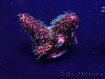 WYSIWYG Acropora Marikultur akklimatisiert LED