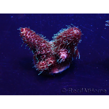 WYSIWYG Acropora 15G7 Maricultura aclimatada led