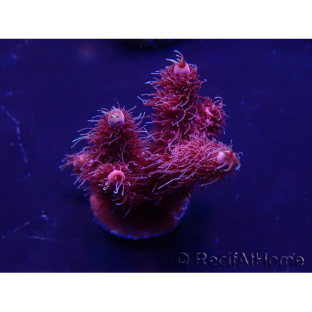 WYSIWYG Acropora 15G8 Mariculture acclimated LED