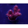 WYSIWYG Acropora 15G8 Maricoltura acclimatata a led