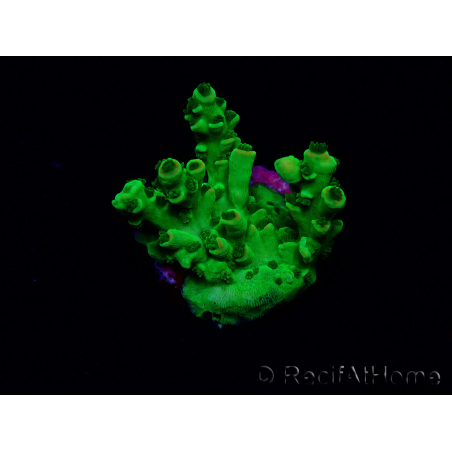 WYSIWYG Acropora tenuis 15G9 Mariculture acclimaté led