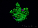 WYSIWYG Acropora Australien akklimatisiert LED