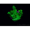 WYSIWYG Acropora tenuis Maricultura aclimatada con LED