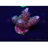 WYSIWYG Acropora 15G10 acclimatato led