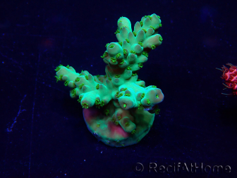 WYSIWYG Acropora Maricoltura acclimatata a LED
