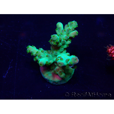 WYSIWYG Acropora granulosa 15G11 Mariculture acclimaté led