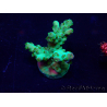 WYSIWYG Acropora granulosa 15G11 Mariculture acclimaté led