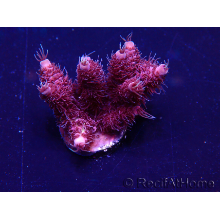 WYSIWYG Acropora Maricultuur geacclimatiseerd LED