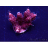 WYSIWYG Acropora 15G12 Mariculture acclimaté led