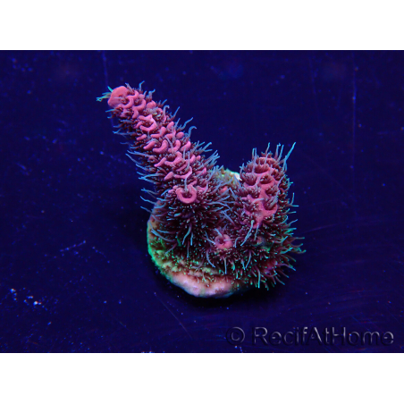 WYSIWYG Acropora millepora Maricoltura acclimatata a LED