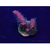 WYSIWYG Acropora Marikultur akklimatisiert LED