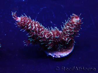 WYSIWYG Acropora millepora Maricoltura acclimatata a LED