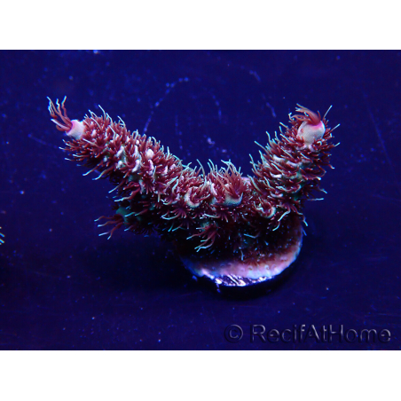 WYSIWYG Acropora Marikultur akklimatisiert LED