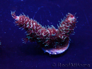 WYSIWYG Acropora millepora Mariculture acclimated LED