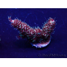 WYSIWYG Acropora Marikultur akklimatisiert LED