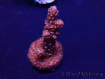 WYSIWYG Acropora 15H5 Mariculture acclimaté led