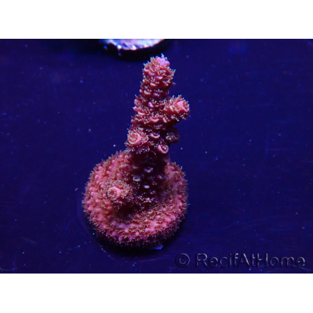 WYSIWYG Acropora 15H5 Mariculture acclimaté led
