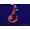 WYSIWYG Acropora 15H5 Mariculture acclimaté led