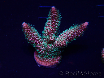 WYSIWYG Acropora Marikultur akklimatisiert LED