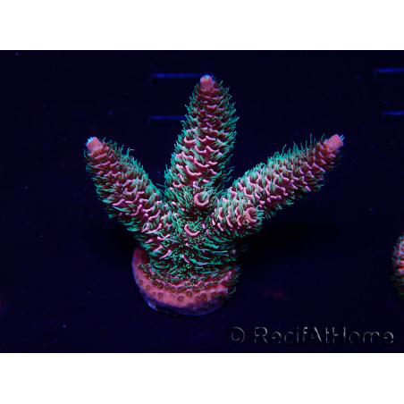 WYSIWYG Acropora 15H8 Mariculture acclimated LED