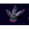 WYSIWYG Acropora 15H8 Mariculture acclimated LED