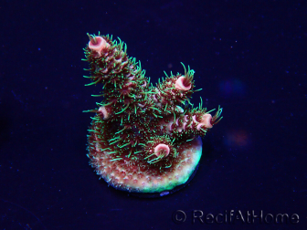 WYSIWYG Acropora Marikultur akklimatisiert LED