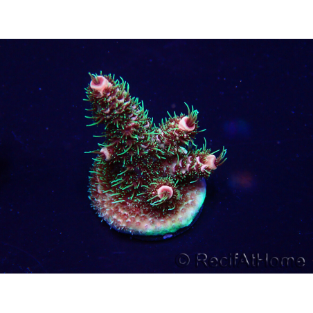 WYSIWYG Acropora 15H9 Mariculture acclimaté led