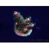 WYSIWYG Acropora 15H9 Mariculture acclimaté led