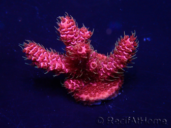 WYSIWYG Acropora 15H10 Maricultuur geacclimatiseerd LED