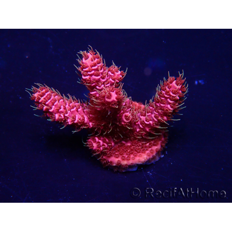 WYSIWYG Acropora 15H10 Mariculture acclimaté led