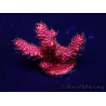 WYSIWYG Acropora 15H10 Mariculture acclimaté led