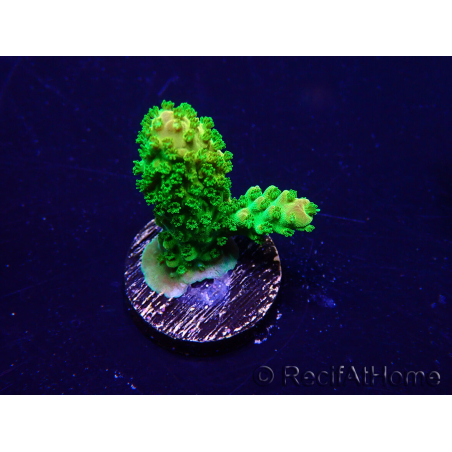 WYSIWYG Acropora Mariculture acclimated LED