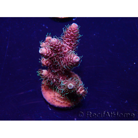 WYSIWYG Acropora millepora 15I1 Mariculture acclimaté led